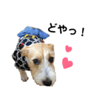 ジャックラッセル咲太郎♡（個別スタンプ：5）