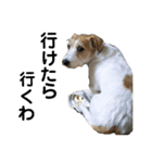 ジャックラッセル咲太郎♡（個別スタンプ：9）