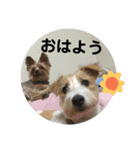 ジャックラッセル咲太郎♡（個別スタンプ：10）