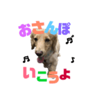 かぶくん（個別スタンプ：1）