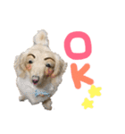 かぶくん（個別スタンプ：4）