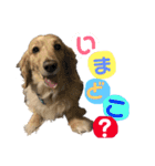 かぶくん（個別スタンプ：11）