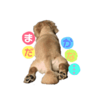 かぶくん（個別スタンプ：12）