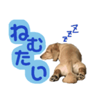 かぶくん（個別スタンプ：14）