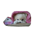葉月すたんぷ（個別スタンプ：12）