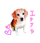 花とサン（個別スタンプ：1）