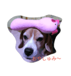 花とサン（個別スタンプ：3）