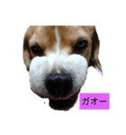 花とサン（個別スタンプ：5）