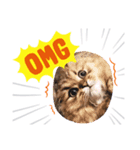 こねこのむーしゃのすたんぷ（個別スタンプ：1）