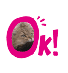 こねこのむーしゃのすたんぷ（個別スタンプ：2）