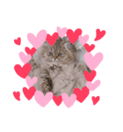 こねこのむーしゃのすたんぷ（個別スタンプ：5）