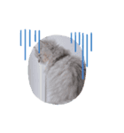 こねこのむーしゃのすたんぷ（個別スタンプ：8）