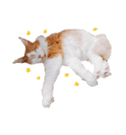 てとくん( ˆoˆ )/（個別スタンプ：10）