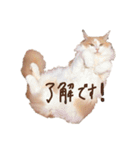 てとくん( ˆoˆ )/（個別スタンプ：39）