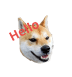 柴犬HELLOダゼ（個別スタンプ：1）
