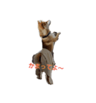 柴犬HELLOダゼ（個別スタンプ：2）