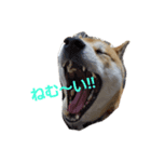 柴犬HELLOダゼ（個別スタンプ：3）