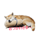 柴犬HELLOダゼ（個別スタンプ：4）