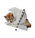 柴犬HELLOダゼ（個別スタンプ：6）
