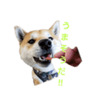 柴犬HELLOダゼ（個別スタンプ：7）