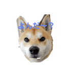 柴犬HELLOダゼ（個別スタンプ：8）