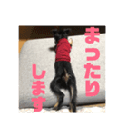 つくね＆うずら第2弾（個別スタンプ：1）