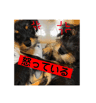 つくね＆うずら第2弾（個別スタンプ：3）