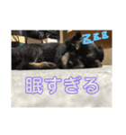 つくね＆うずら第2弾（個別スタンプ：6）