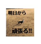 ぺろすたんぷ 190226（個別スタンプ：4）