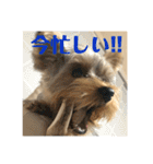 ぺろすたんぷ 190226（個別スタンプ：20）