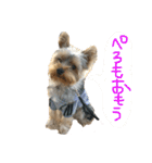 ぺろすたんぷ 190226（個別スタンプ：21）