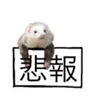 フェレさんすたんぷ（個別スタンプ：5）