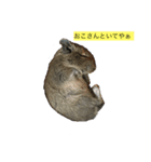 デグーのくぅー（個別スタンプ：1）