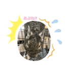 デグーのくぅー（個別スタンプ：6）