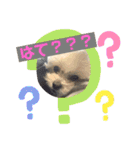 わんこスタンプ コップちゃん（個別スタンプ：1）