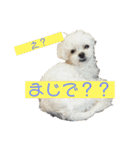 わんこスタンプ コップちゃん（個別スタンプ：2）