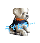 わんこスタンプ コップちゃん（個別スタンプ：13）