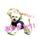 わんこスタンプ コップちゃん（個別スタンプ：16）