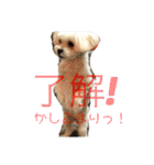 わんこスタンプ コップちゃん（個別スタンプ：21）