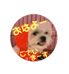わんこスタンプ コップちゃん（個別スタンプ：22）