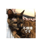 るぅくろとら（個別スタンプ：1）