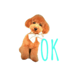 トイプードルALAN（個別スタンプ：1）