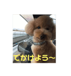 トイプードルALAN（個別スタンプ：4）