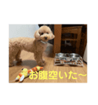トイプードルALAN（個別スタンプ：5）