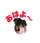 ぶらっくたんたん★カニンヘン★Vol.1（個別スタンプ：1）