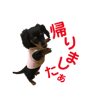 ぶらっくたんたん★カニンヘン★Vol.1（個別スタンプ：5）
