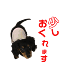 ぶらっくたんたん★カニンヘン★Vol.1（個別スタンプ：7）