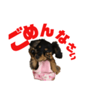 ぶらっくたんたん★カニンヘン★Vol.1（個別スタンプ：8）