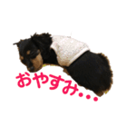ぶらっくたんたん★カニンヘン★Vol.1（個別スタンプ：9）