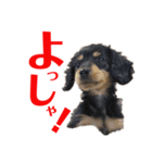 ぶらっくたんたん★カニンヘン★Vol.1（個別スタンプ：21）